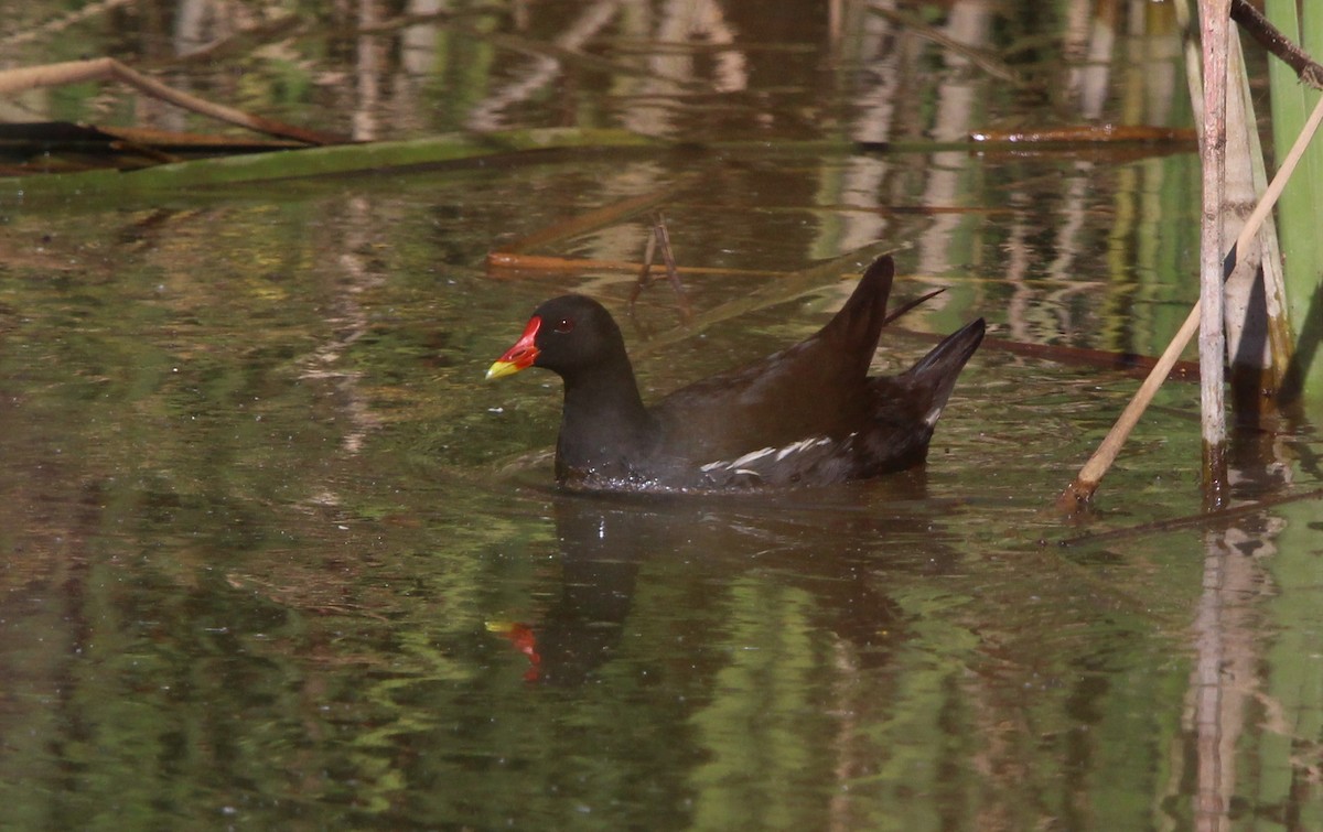 Eurasian Moorhen - ML620795174