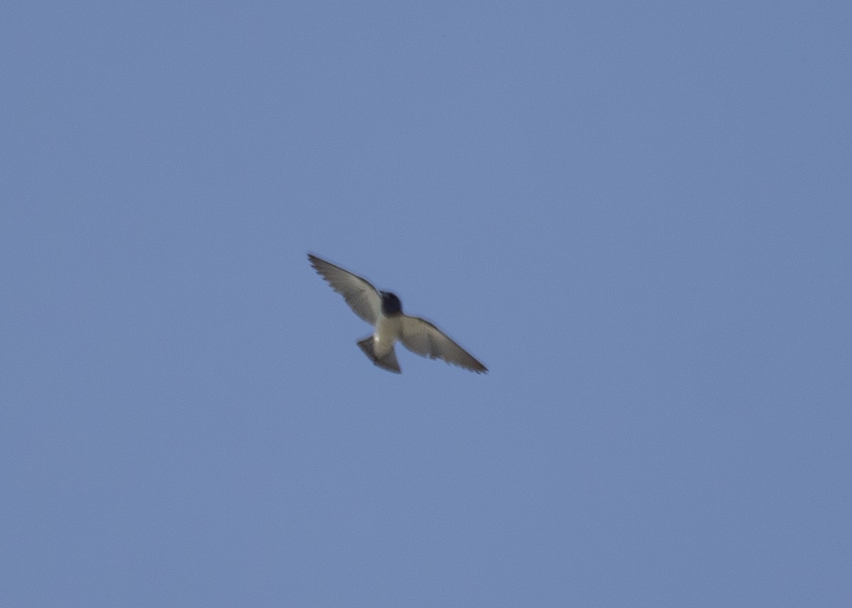 White-breasted Woodswallow - ML620795175