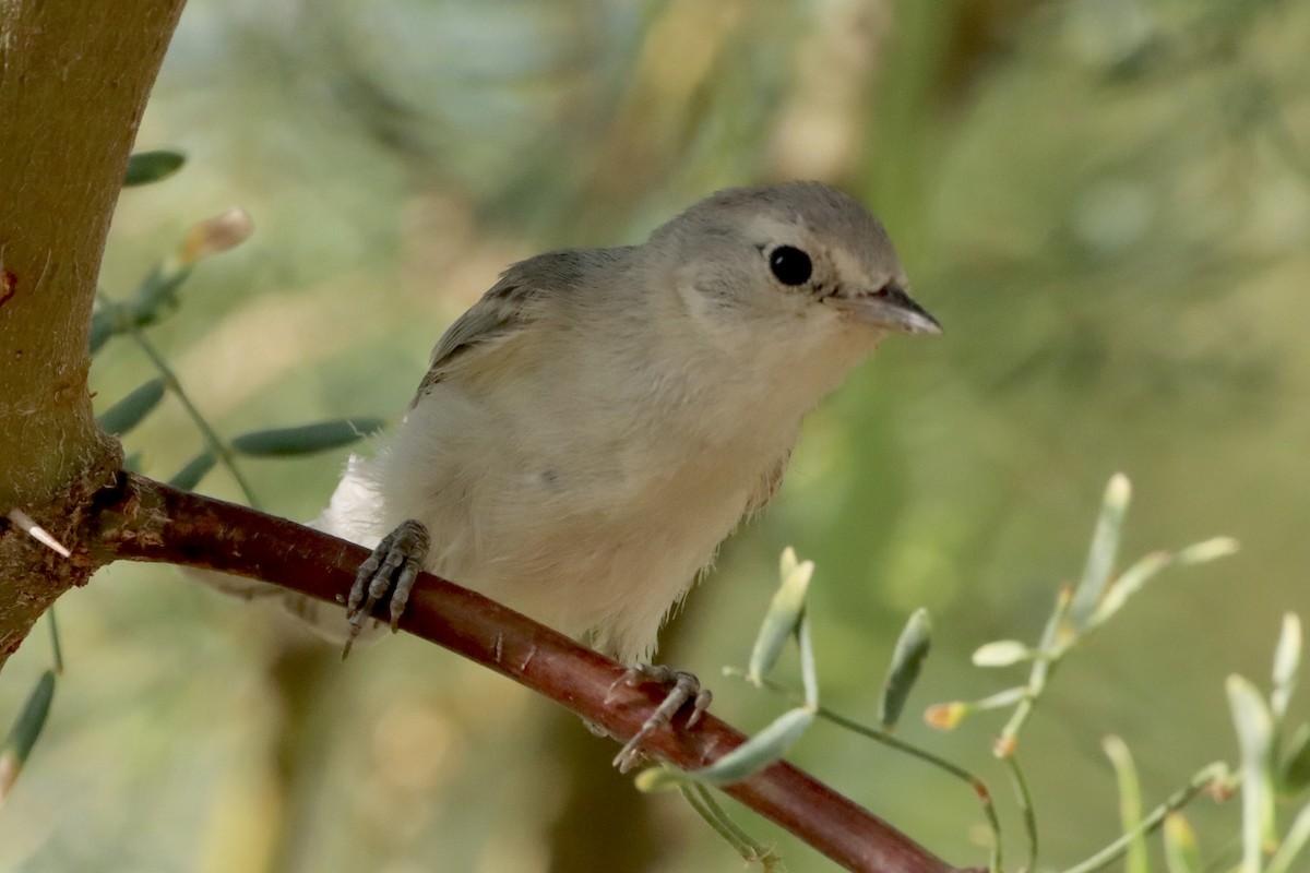 Lucy's Warbler - ML620795185