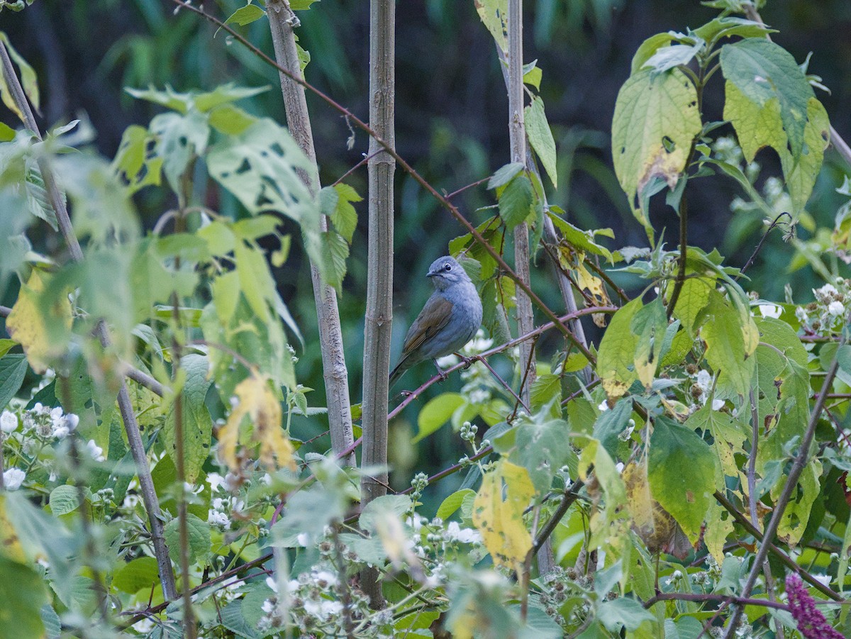 Brown-backed Solitaire - ML620795191