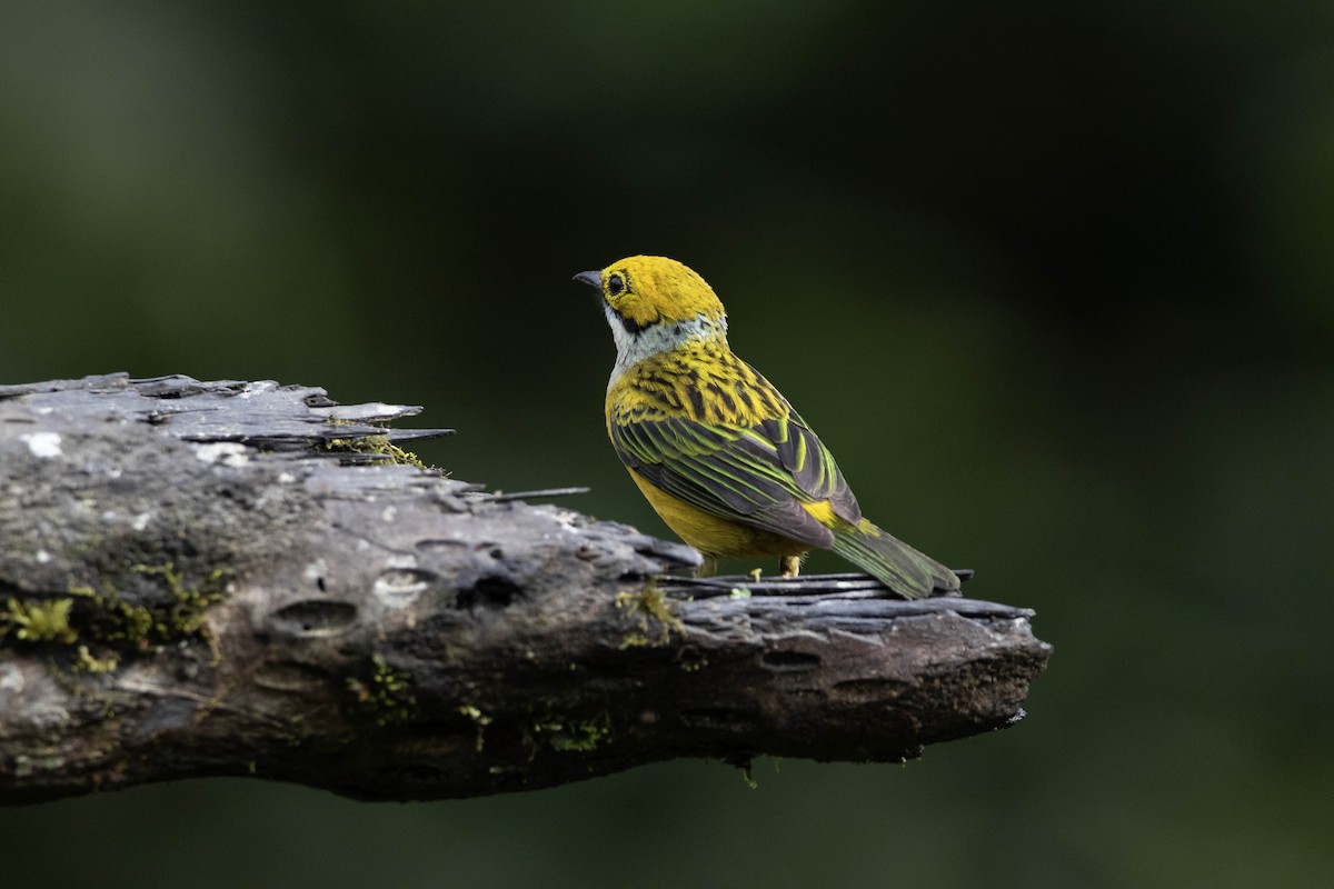 Silver-throated Tanager - ML620795192