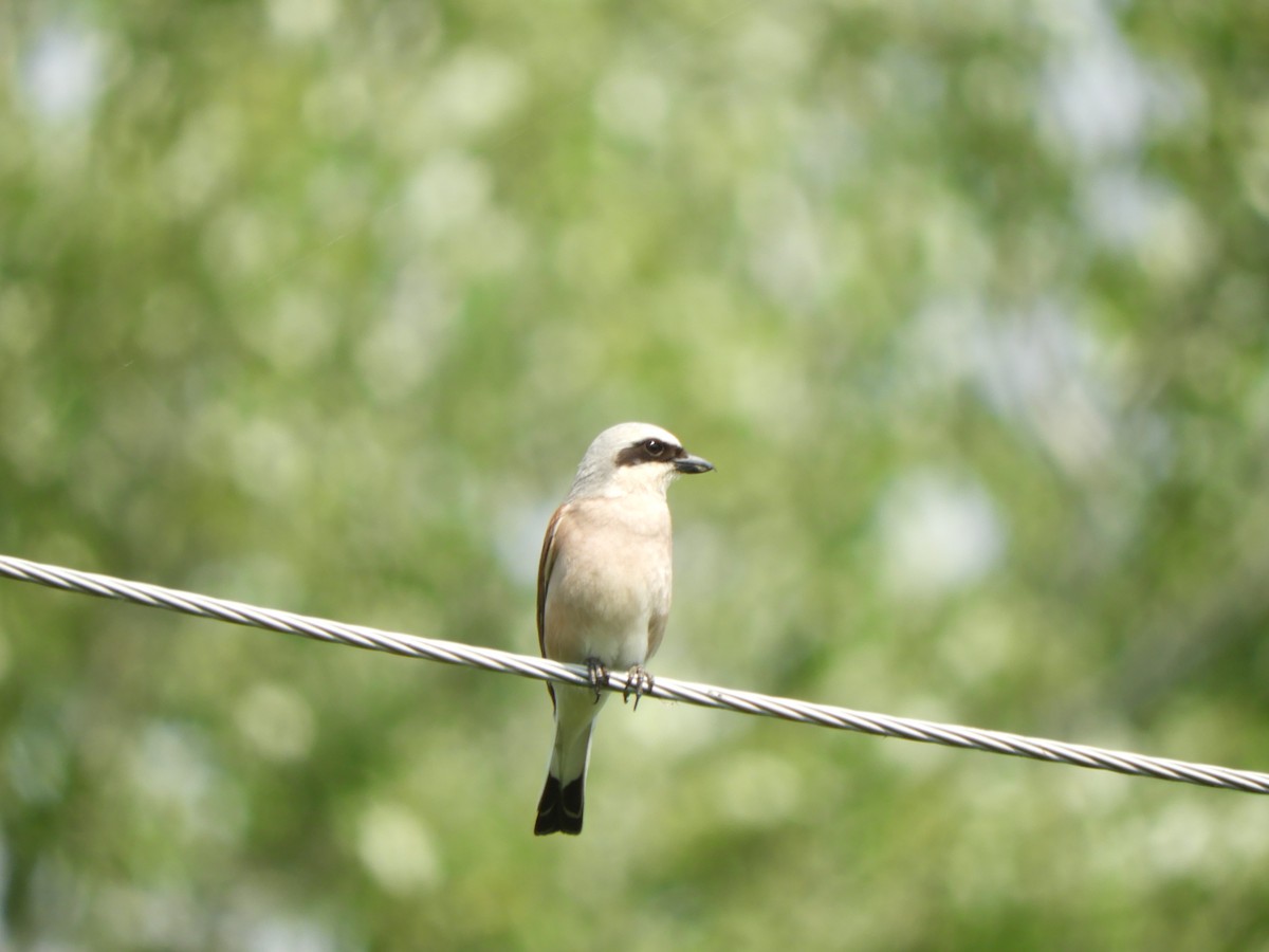 Red-backed Shrike - ML620795193