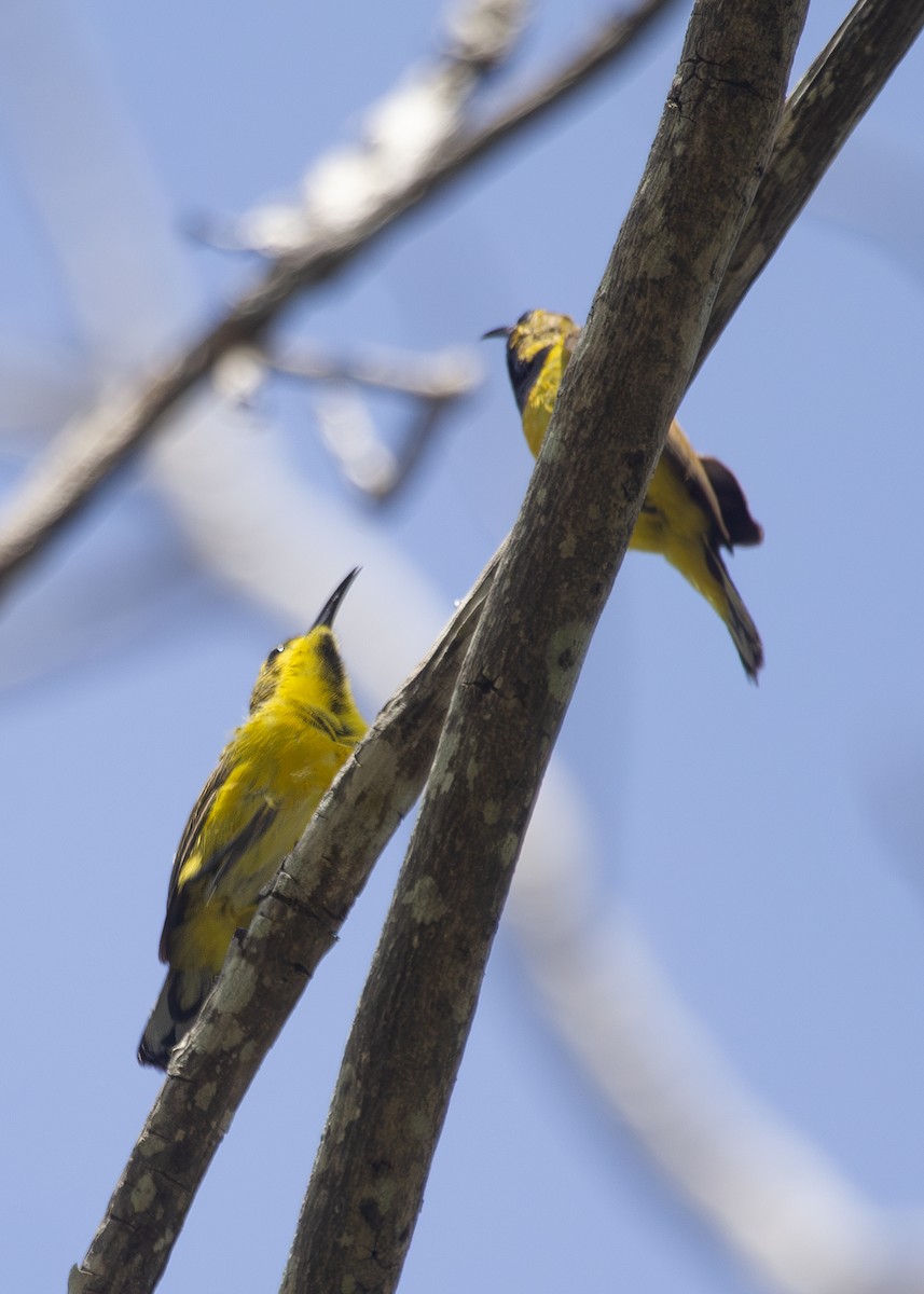 Ornate Sunbird (Ornate) - ML620795195