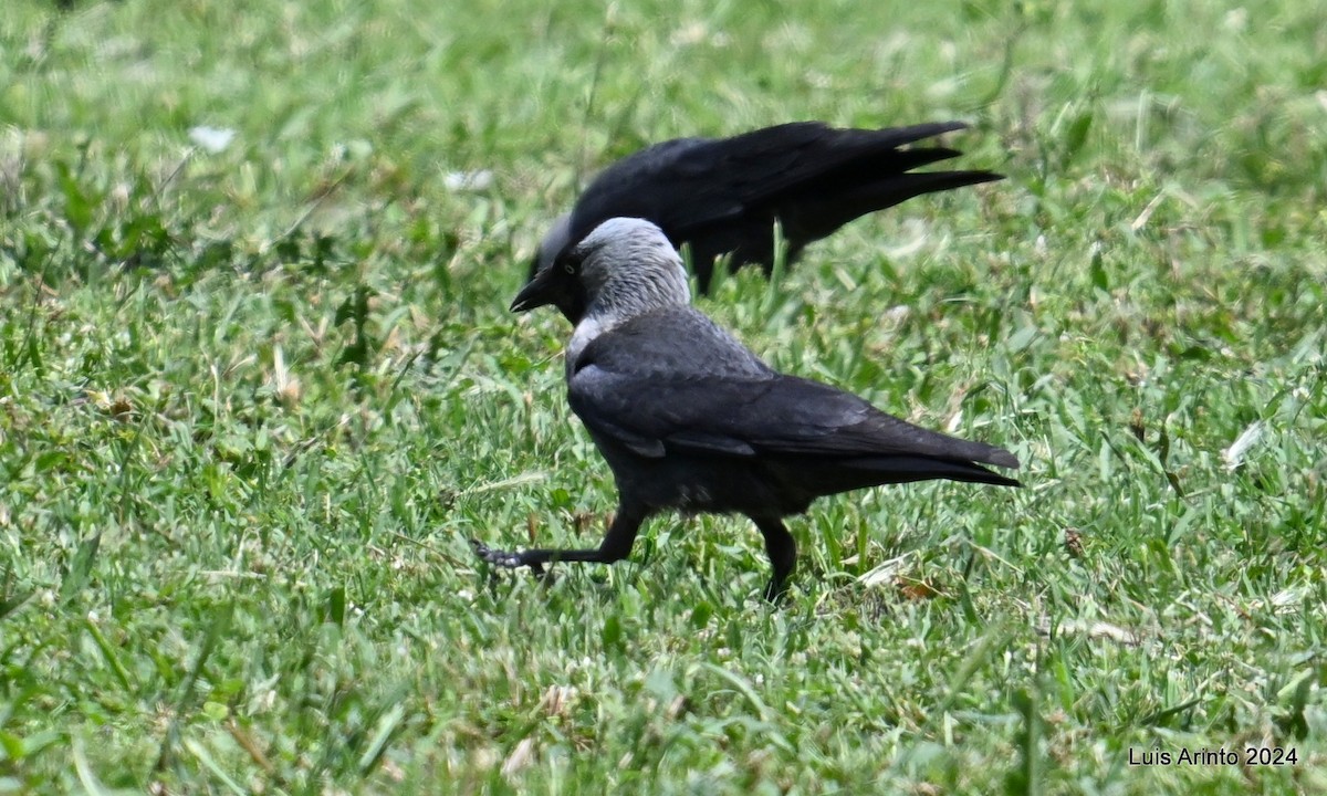 Eurasian Jackdaw - ML620795197