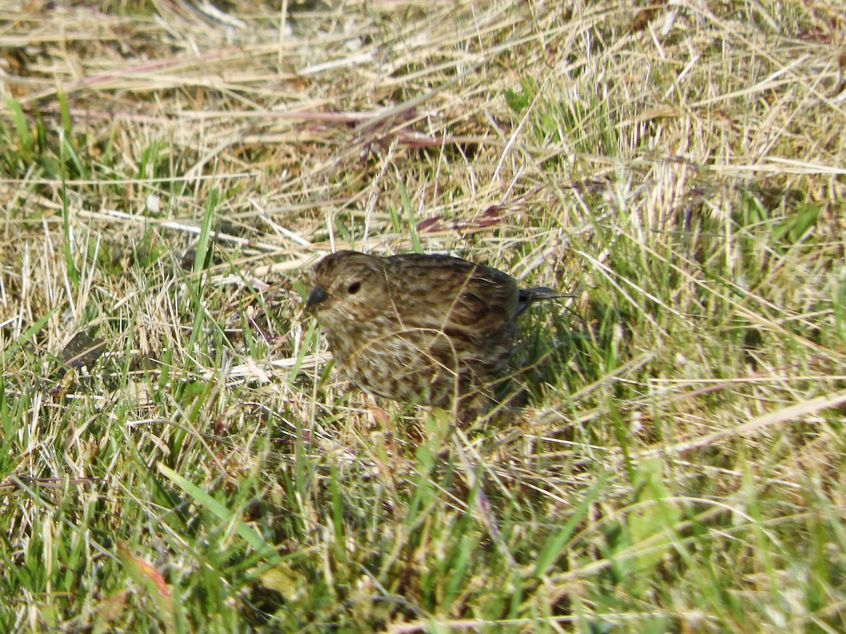 Plumbeous Sierra Finch - ML620795198