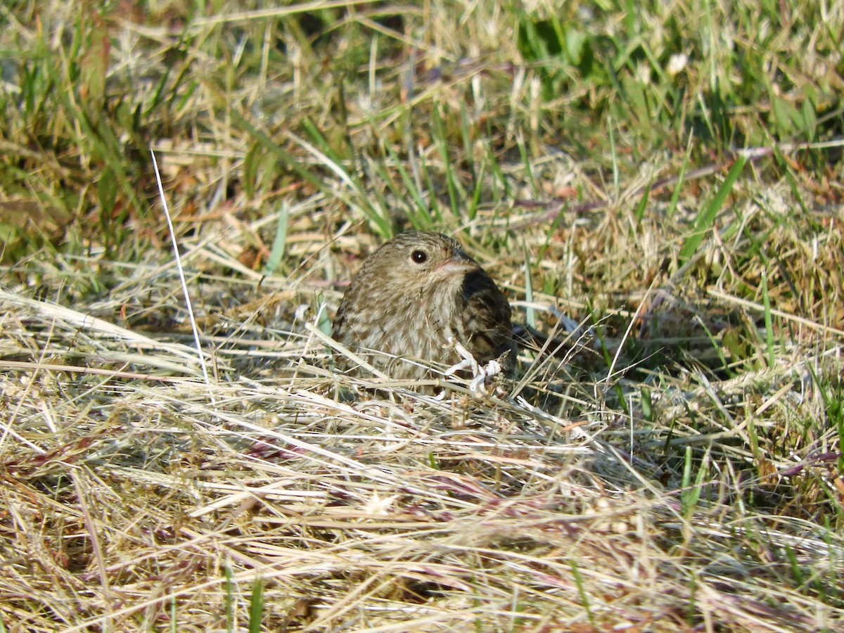 Plumbeous Sierra Finch - ML620795199