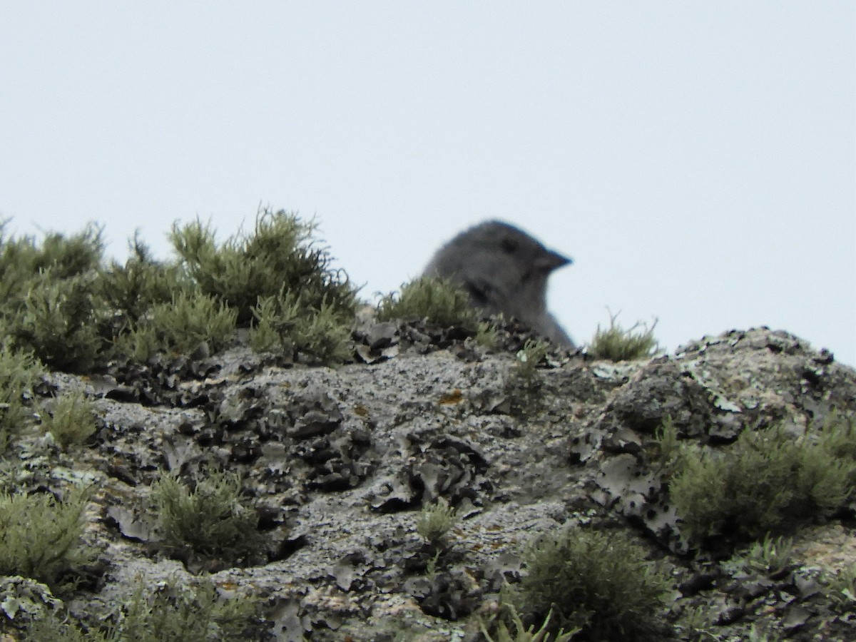 Plumbeous Sierra Finch - Jorge Juan Rueda