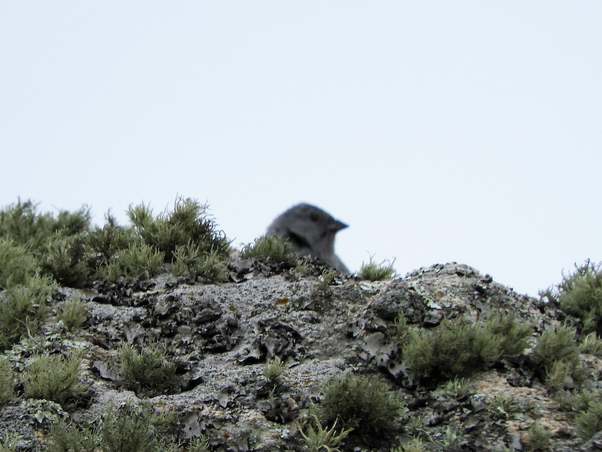 Plumbeous Sierra Finch - ML620795202