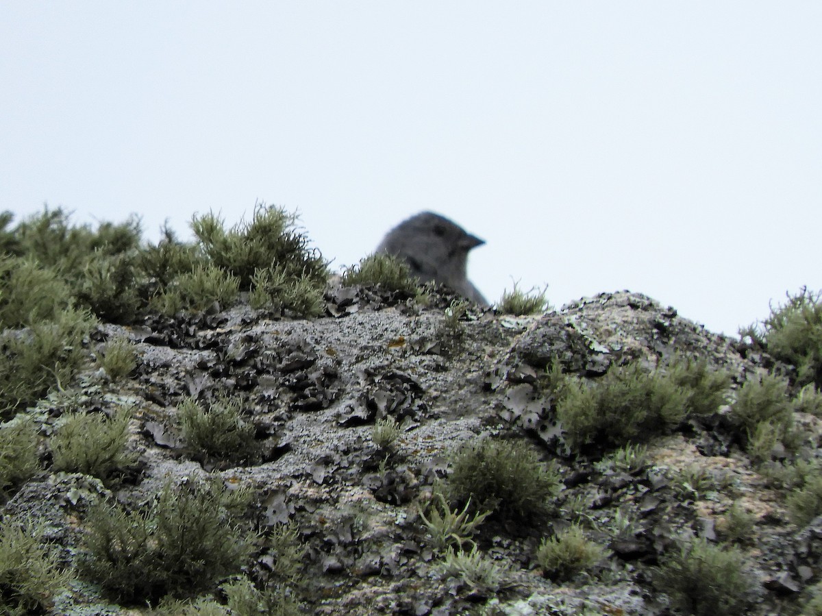 Plumbeous Sierra Finch - ML620795203