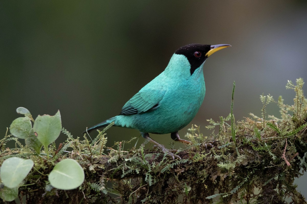 Green Honeycreeper - ML620795210