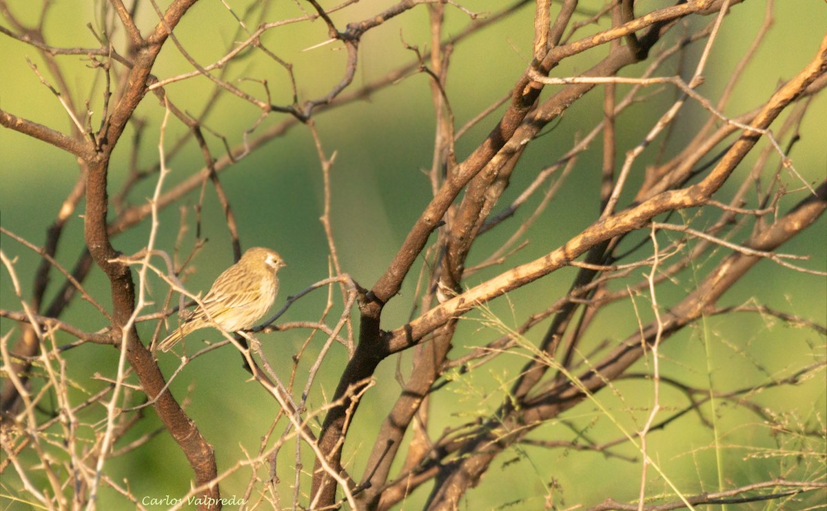 Saffron Finch - ML620795211