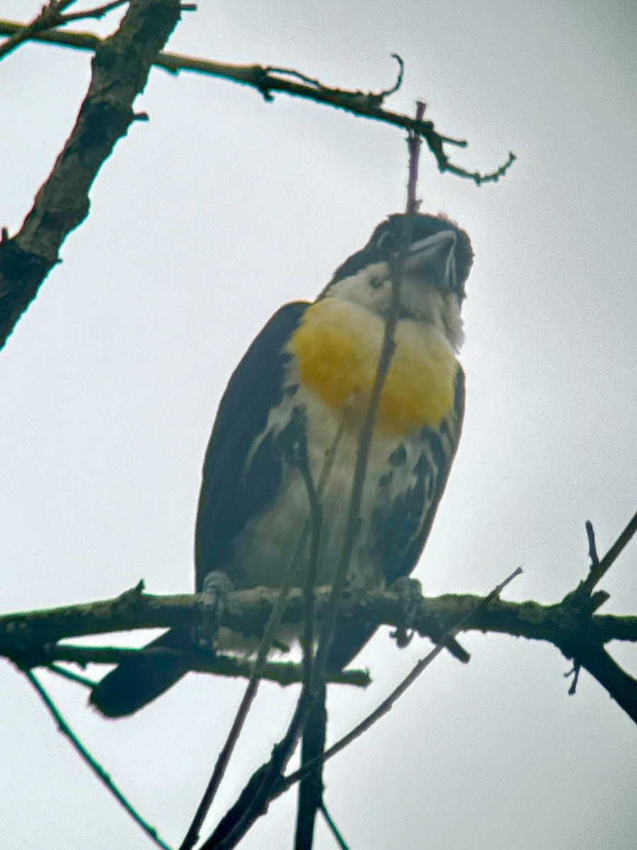 Ak Tepeli Kara Barbet - ML620795213