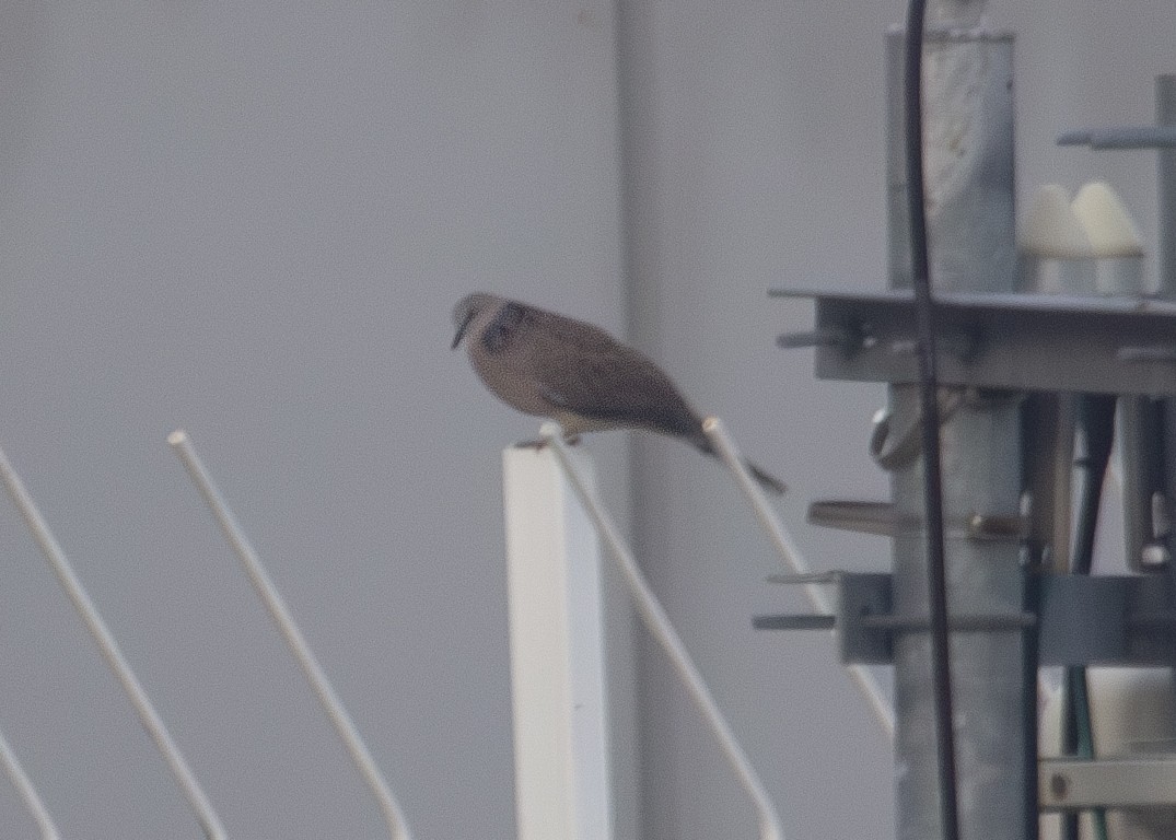 Spotted Dove (Eastern) - ML620795223