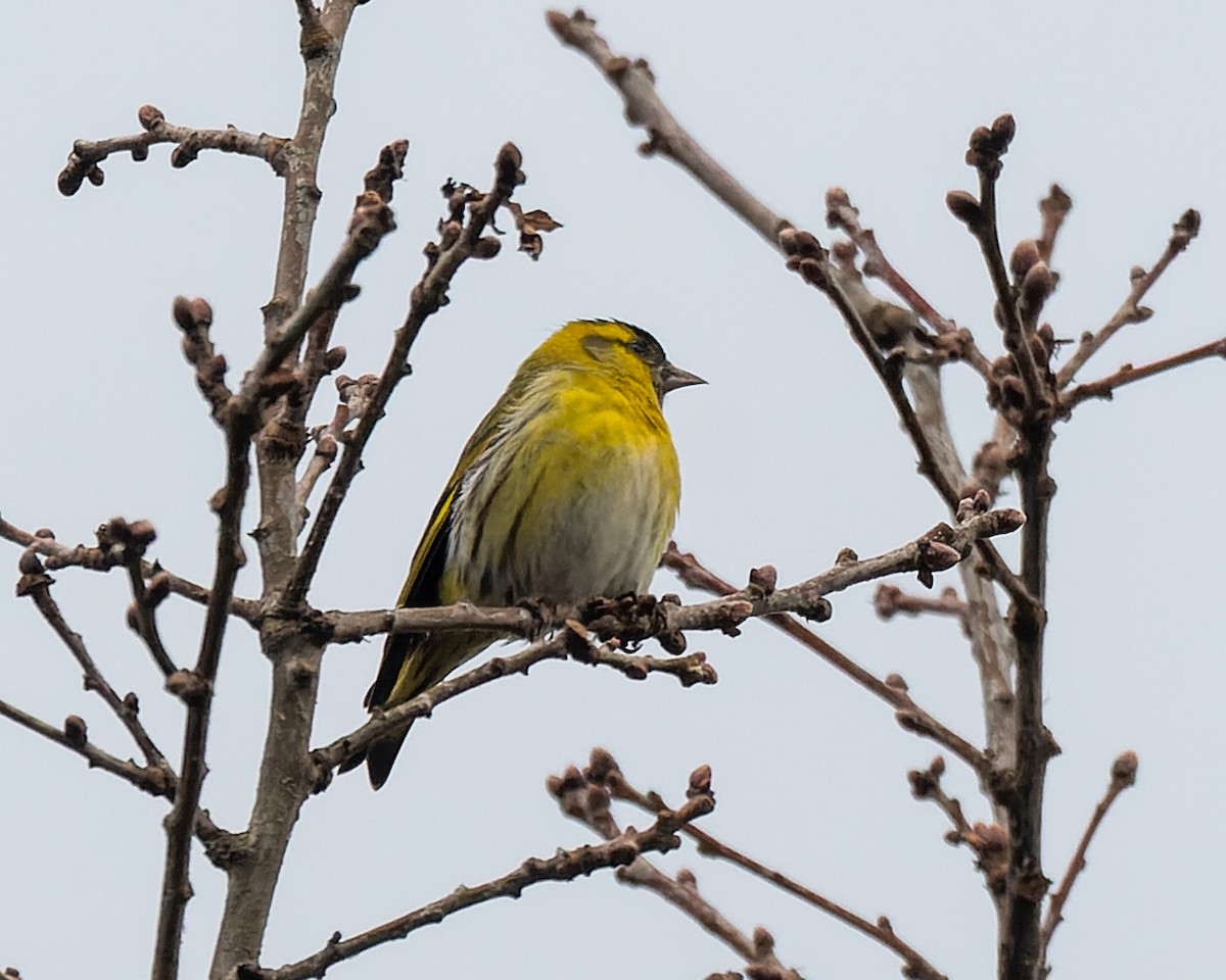 Eurasian Siskin - ML620795225