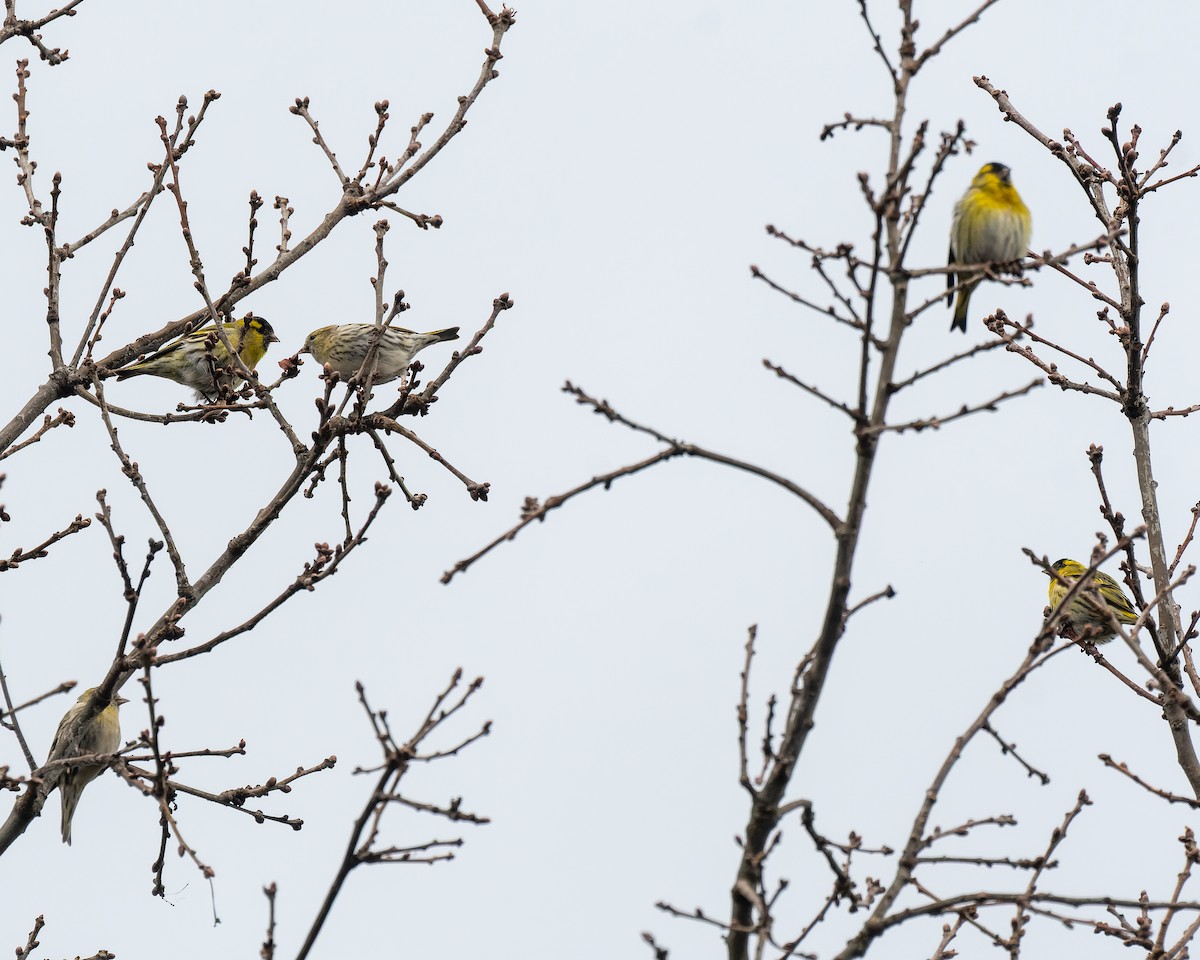 Eurasian Siskin - ML620795226