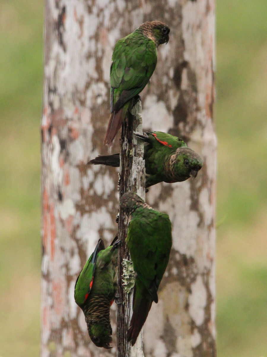 Conure de Souancé - ML620795227