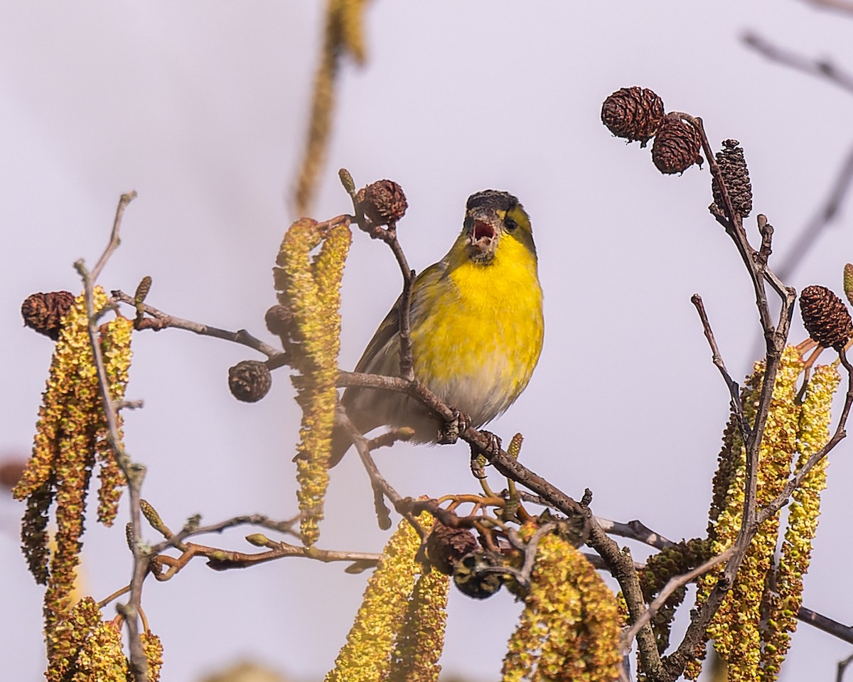 Eurasian Siskin - ML620795229