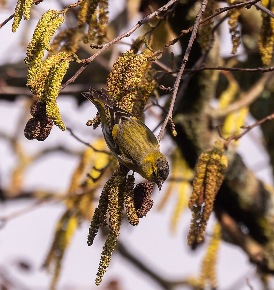 Eurasian Siskin - ML620795230