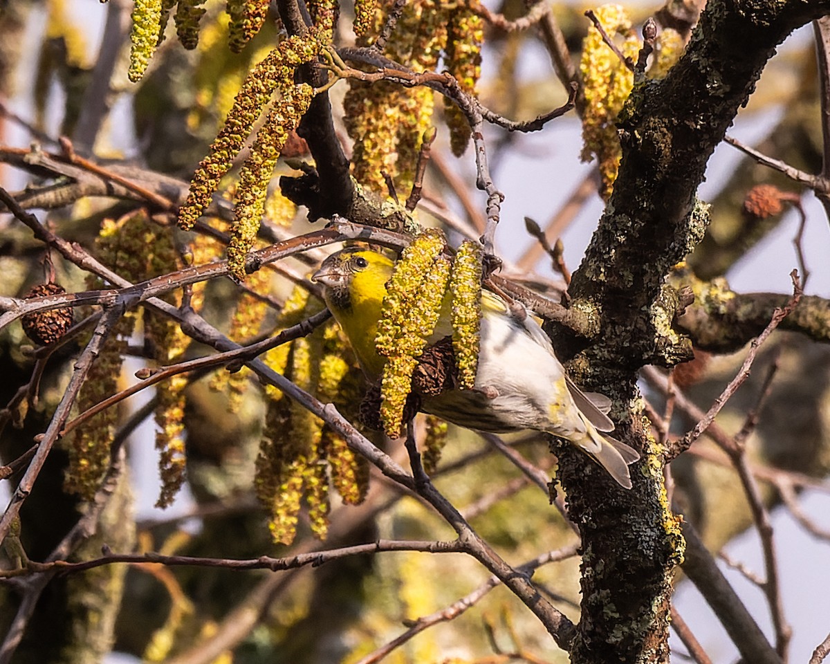 Eurasian Siskin - ML620795231