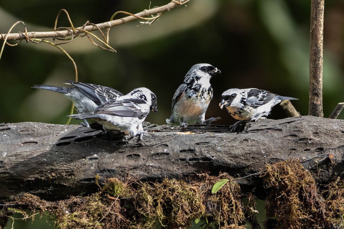 Gray-and-gold Tanager - ML620795232