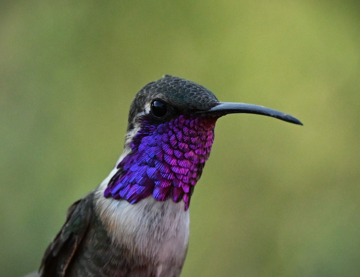 Lucifer Hummingbird - Patricia Goldberg