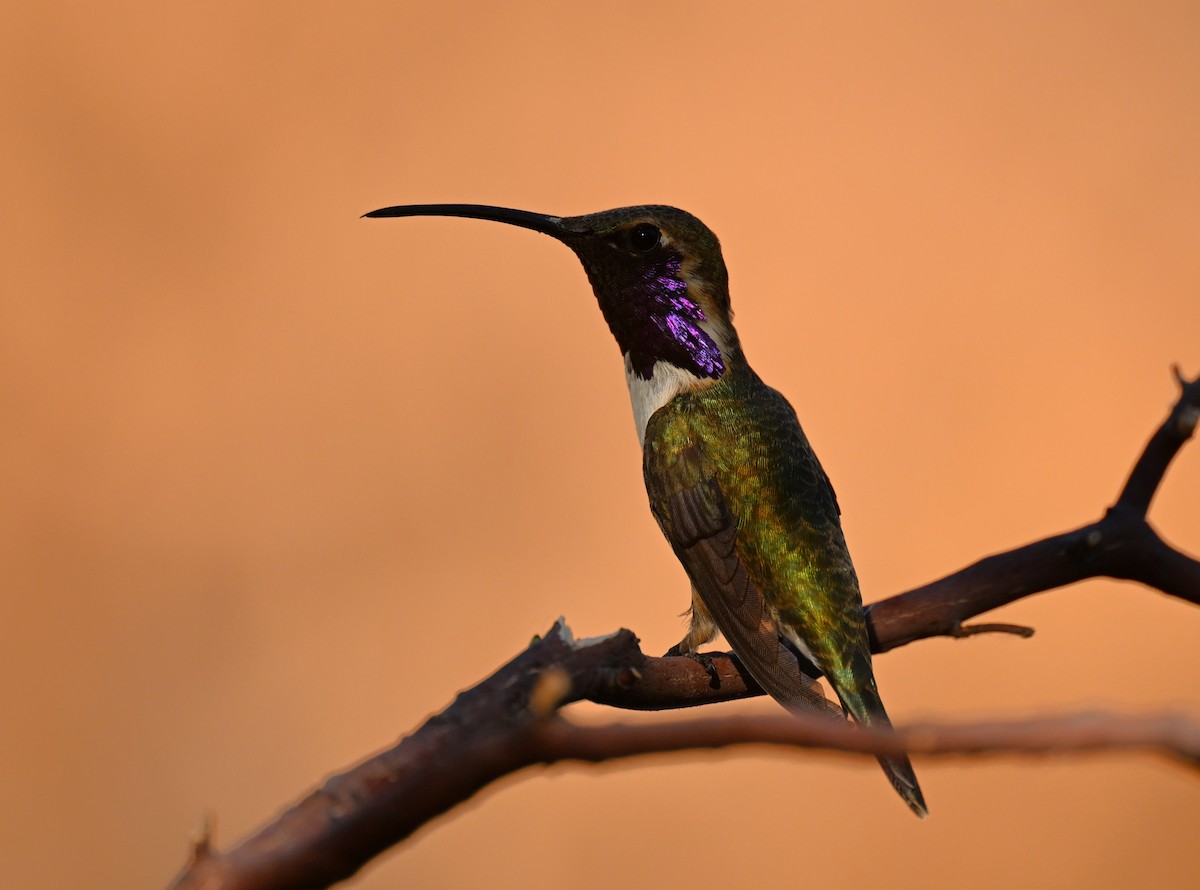 Lucifer Hummingbird - ML620795234