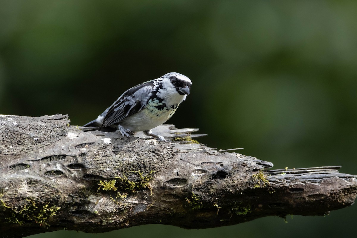 Gray-and-gold Tanager - ML620795235