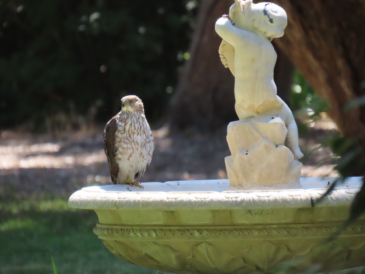 Cooper's Hawk - ML620795244