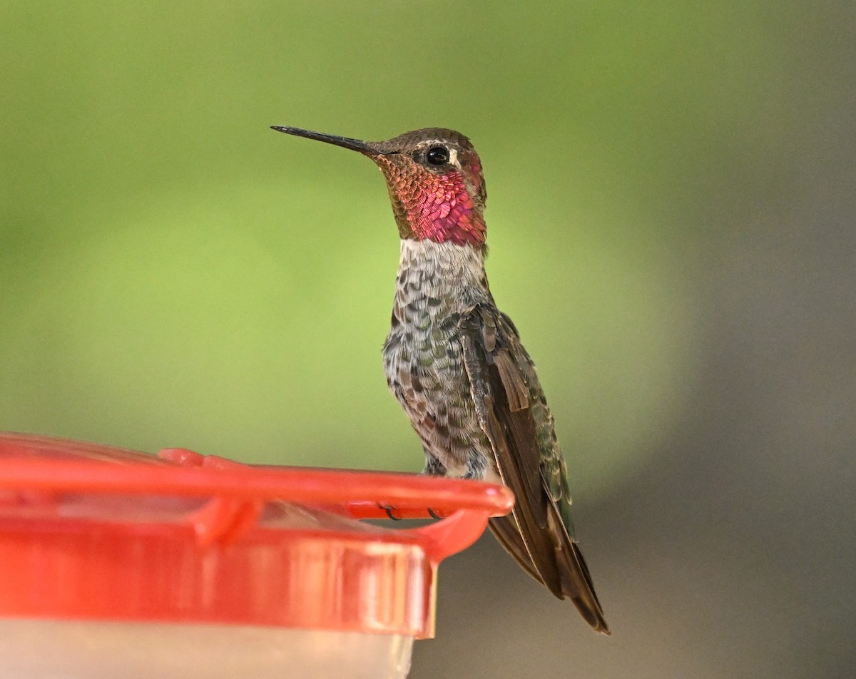 Anna's Hummingbird - ML620795248