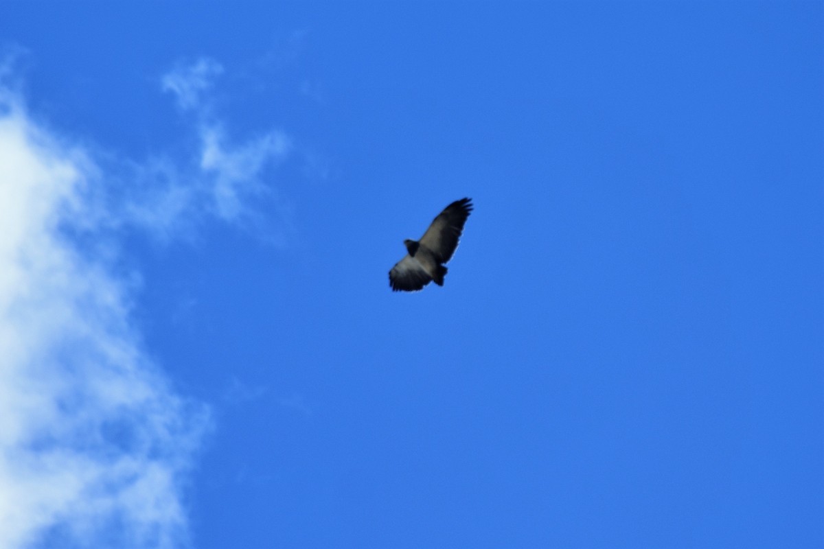Black-chested Buzzard-Eagle - Jorge Juan Rueda