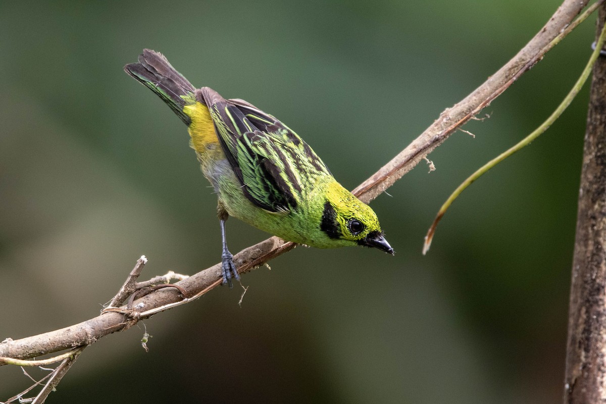 Emerald Tanager - ML620795252