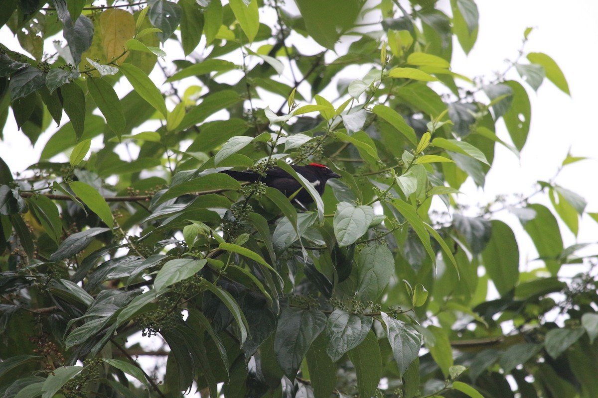 Scarlet-browed Tanager - ML620795253