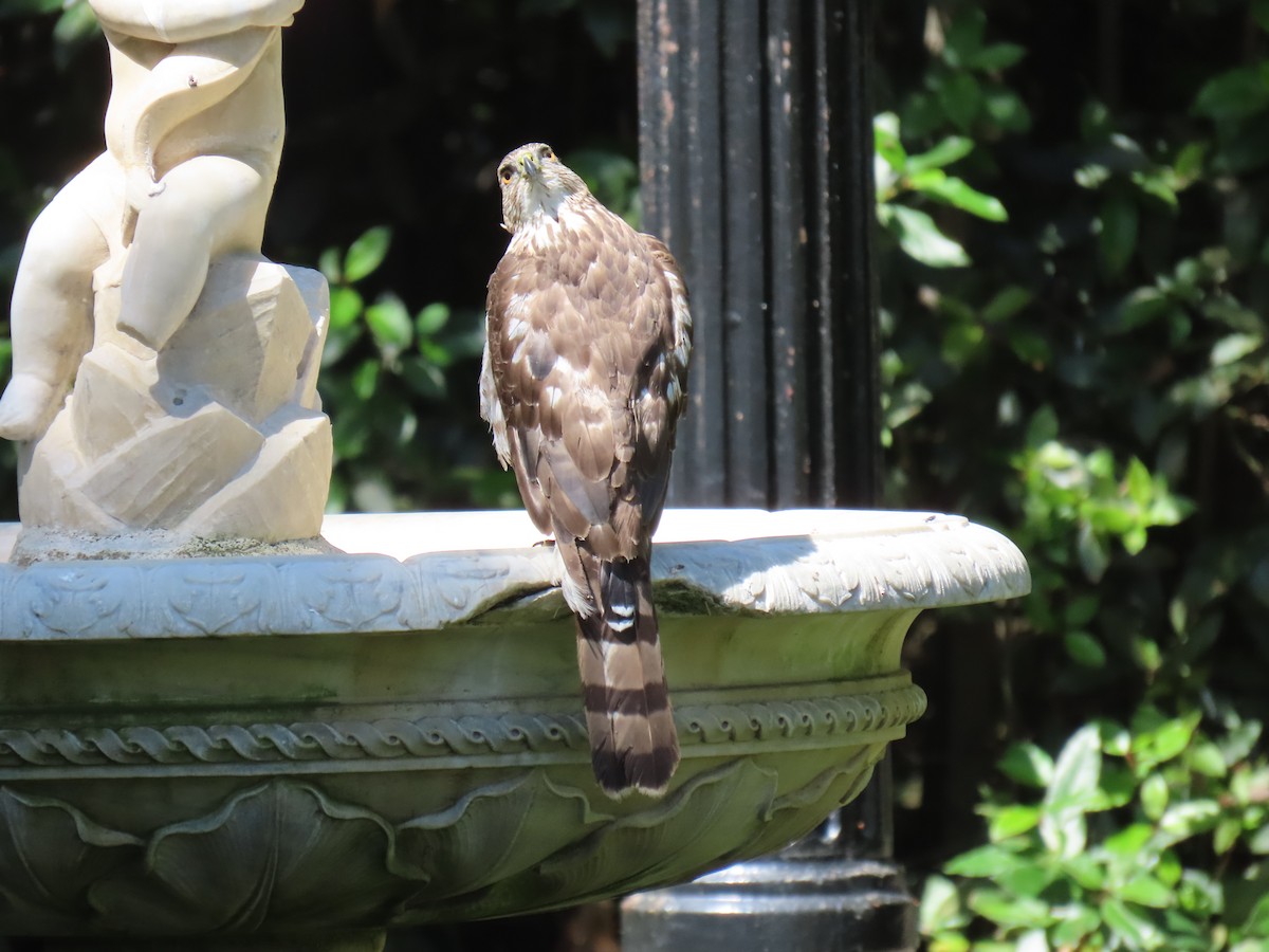 Cooper's Hawk - ML620795254