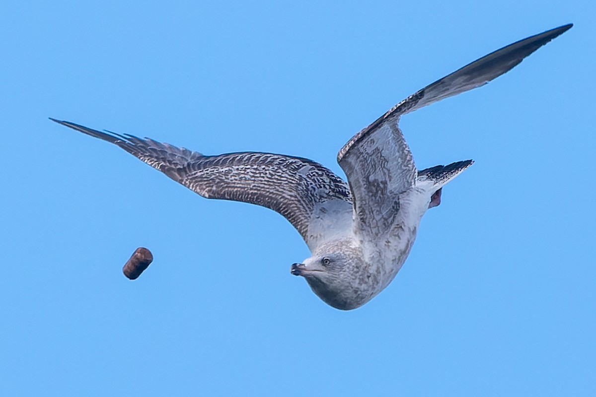 Herring Gull - Magnus Andersson