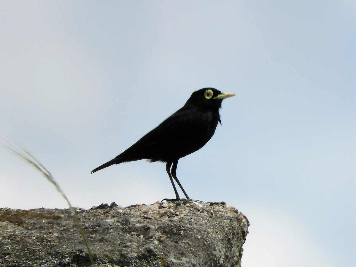Spectacled Tyrant - ML620795269