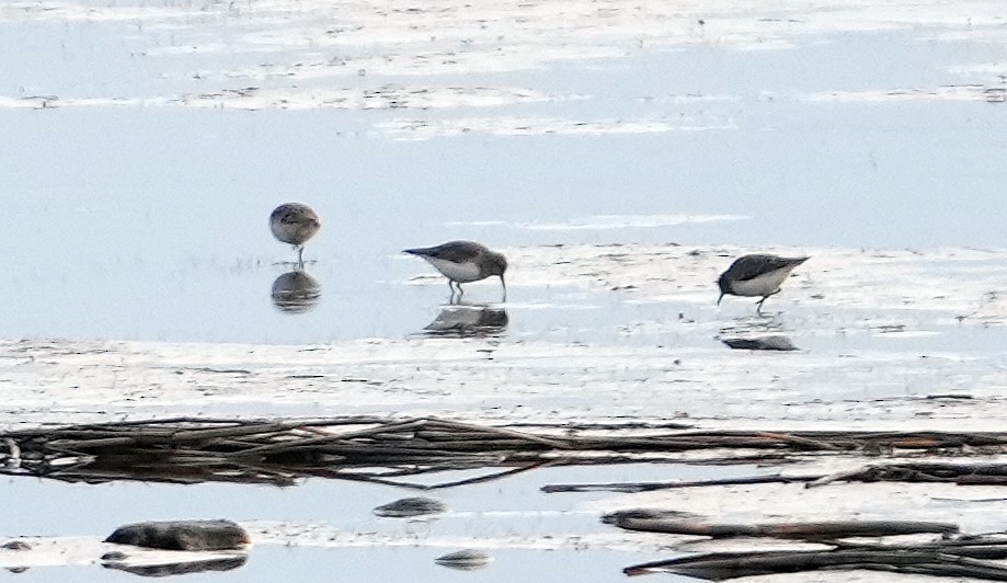 Temminckstrandläufer - ML620795284