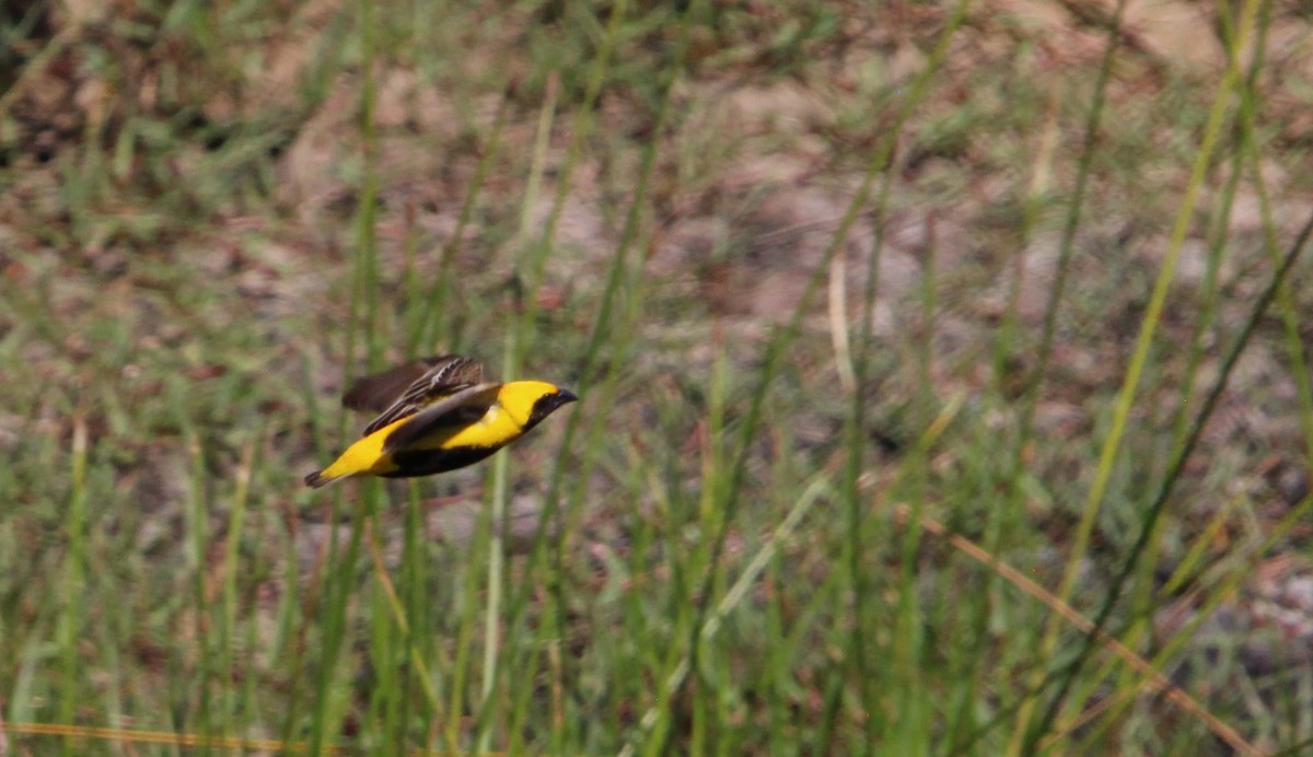 Yellow-crowned Bishop - ML620795286