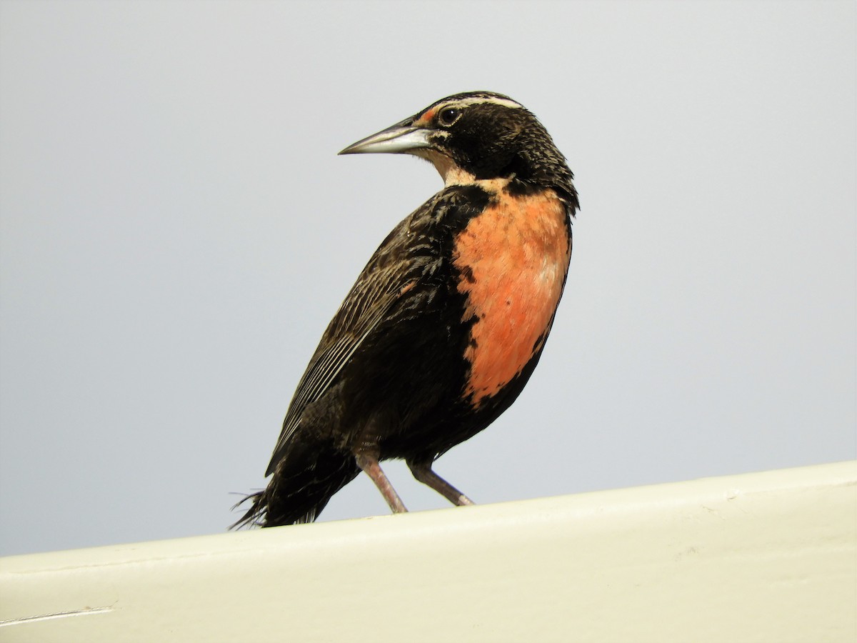 Long-tailed Meadowlark - ML620795291