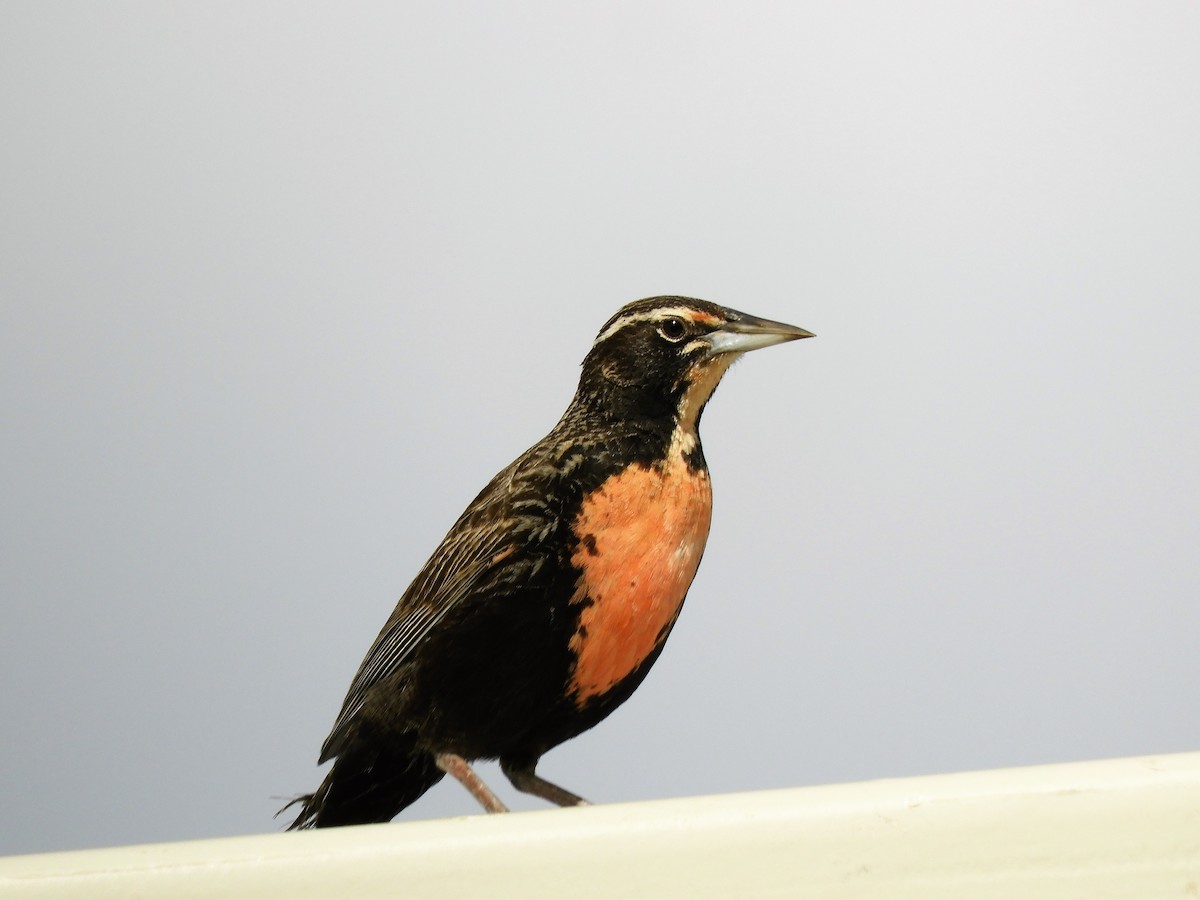 Long-tailed Meadowlark - ML620795292