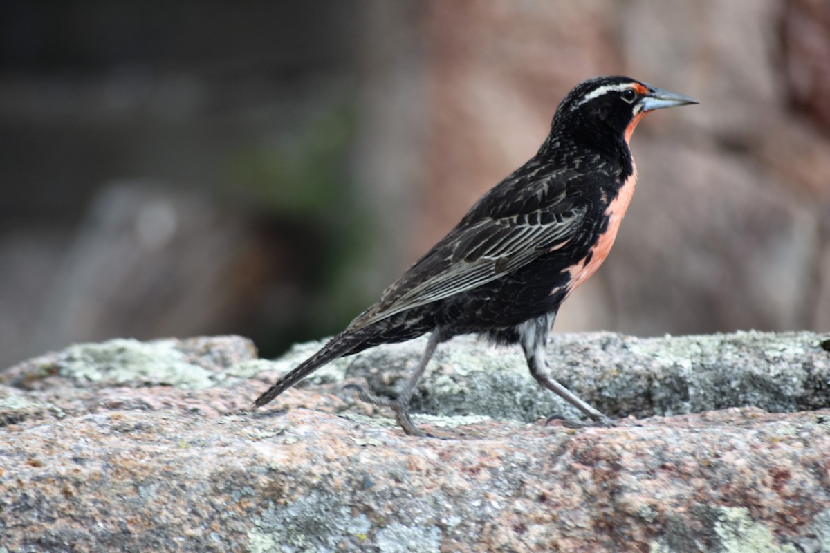 Long-tailed Meadowlark - ML620795293