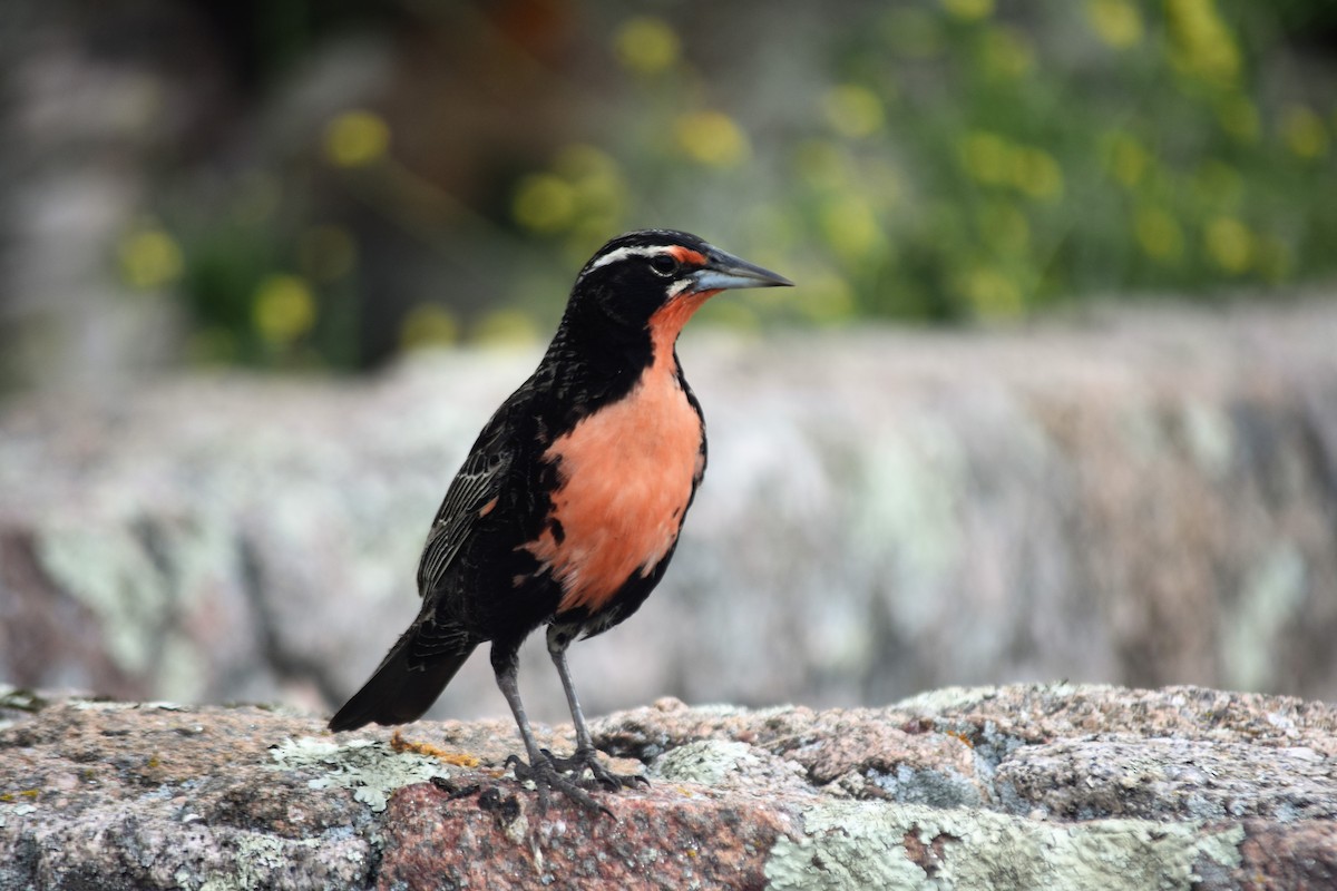 Long-tailed Meadowlark - ML620795294