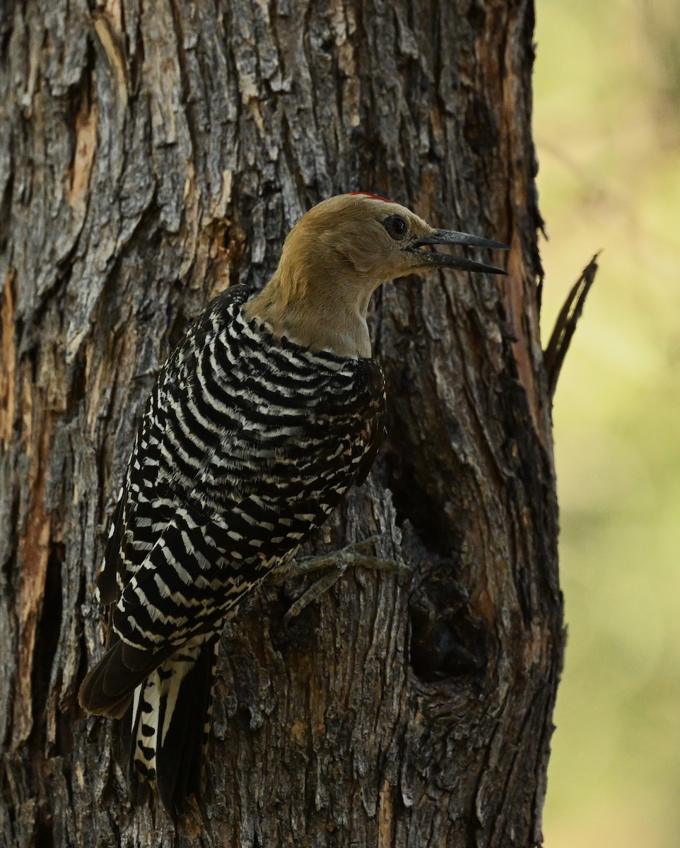 Gila Woodpecker - ML620795297