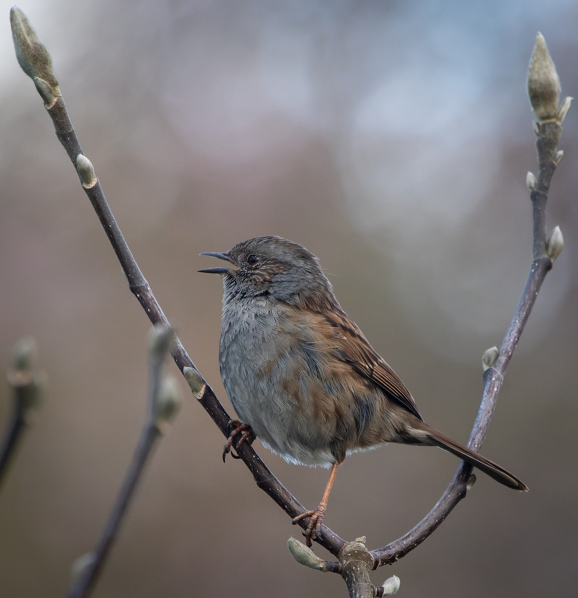 Dunnock - ML620795298