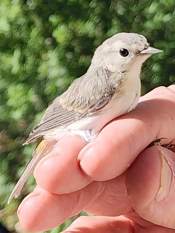 Lucy's Warbler - ML620795299