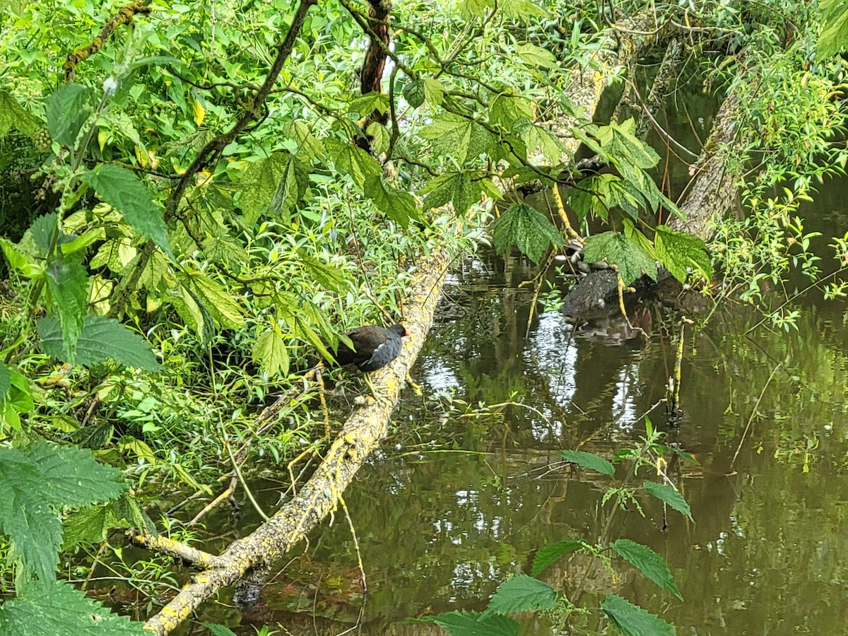 Eurasian Moorhen - ML620795300