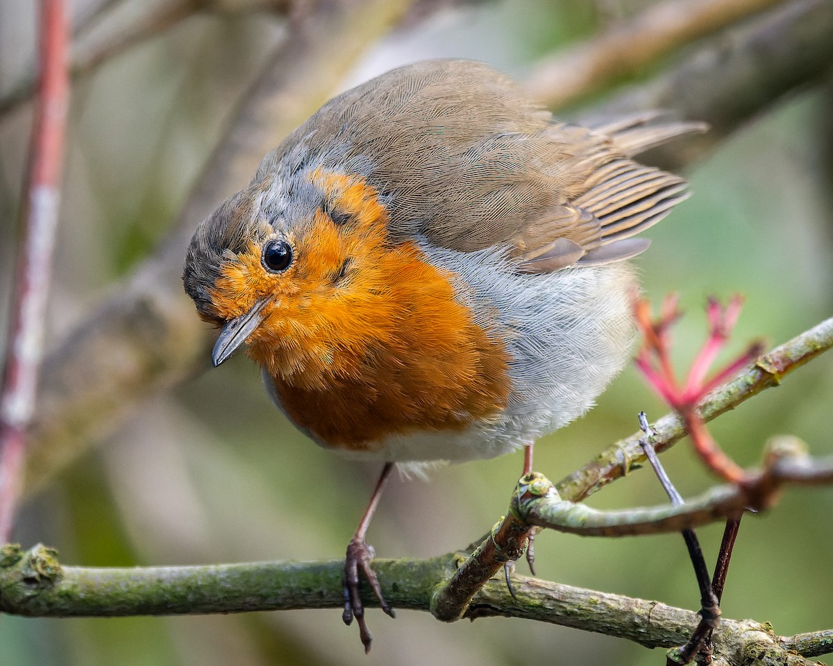 European Robin - ML620795304