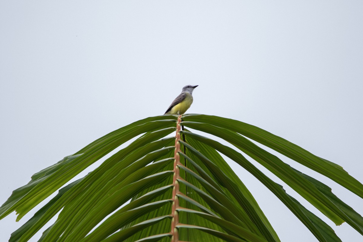 Tropical Kingbird - ML620795307