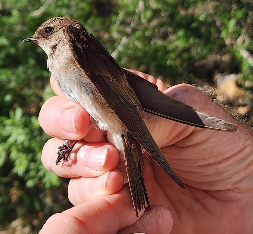 Northern Rough-winged Swallow - ML620795310