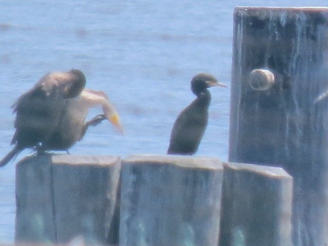 Neotropic Cormorant - ML620795312