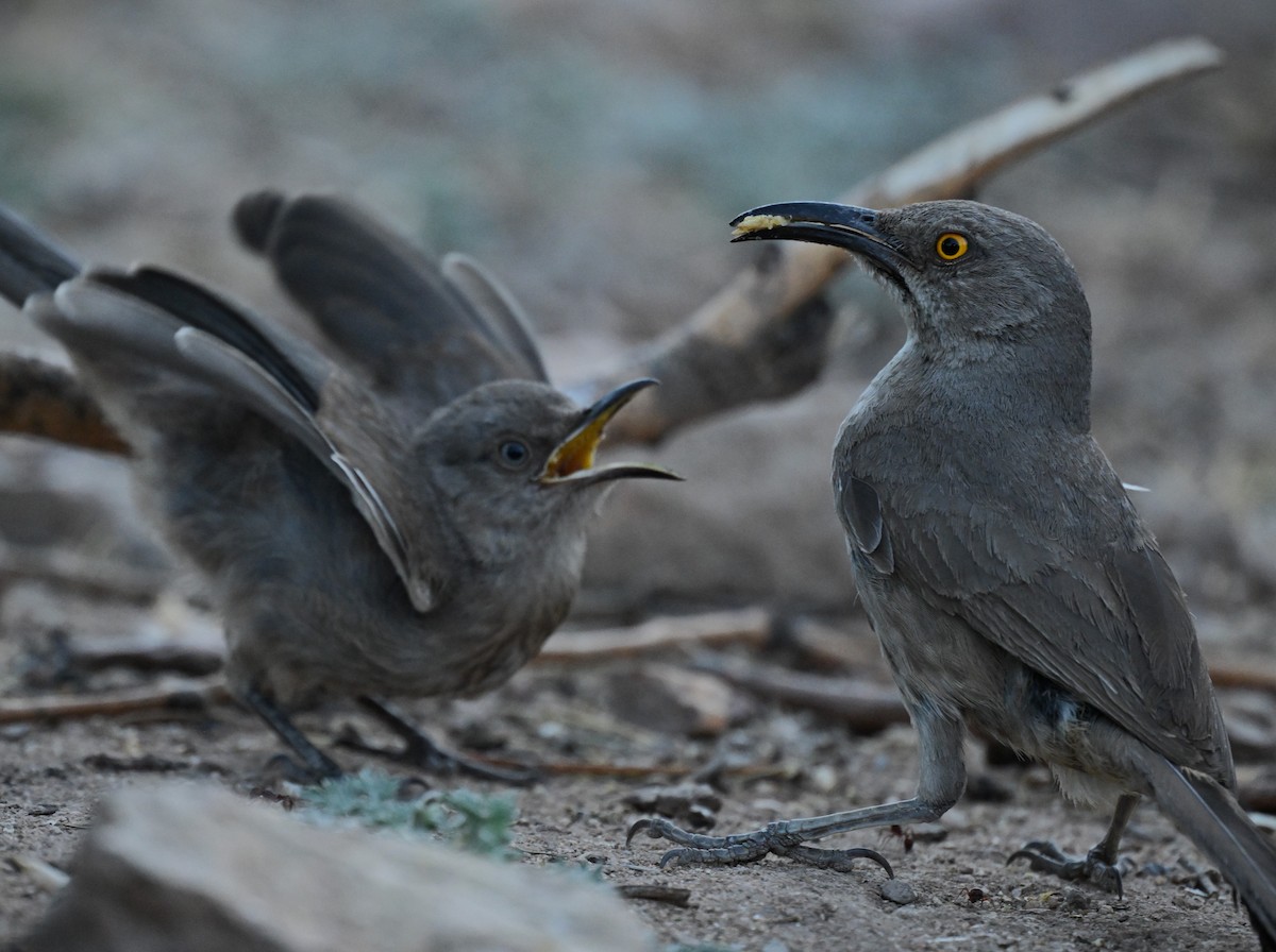 Curve-billed Thrasher - ML620795313